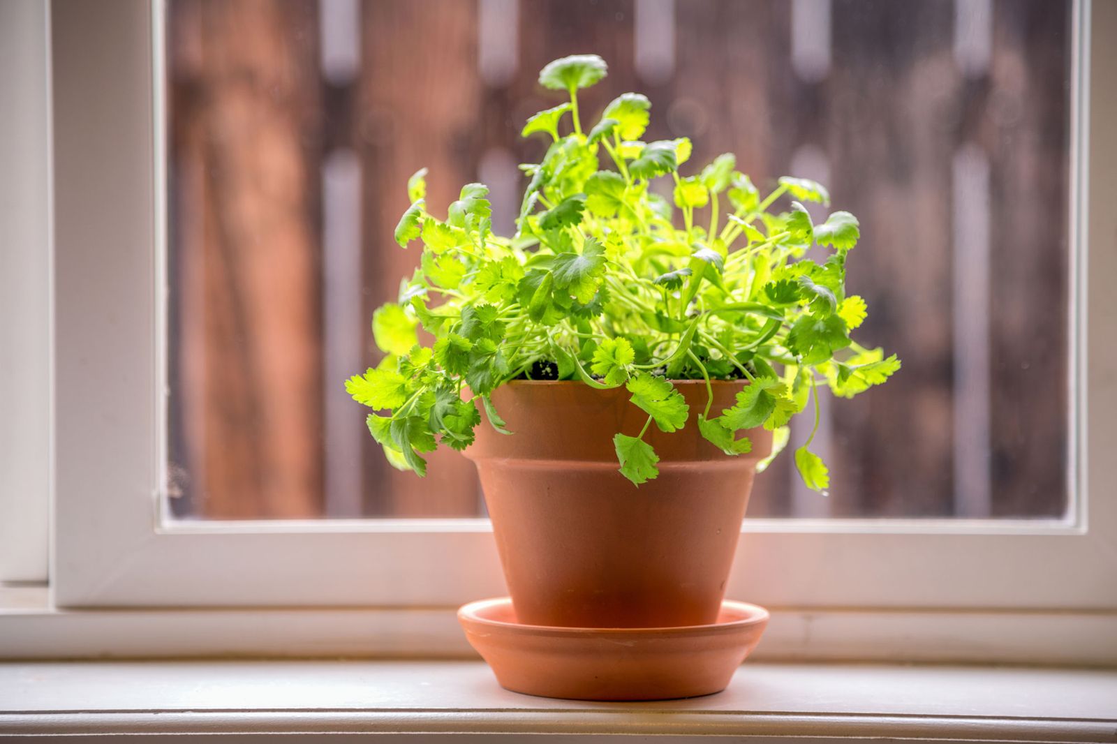 Cultivar cilantro