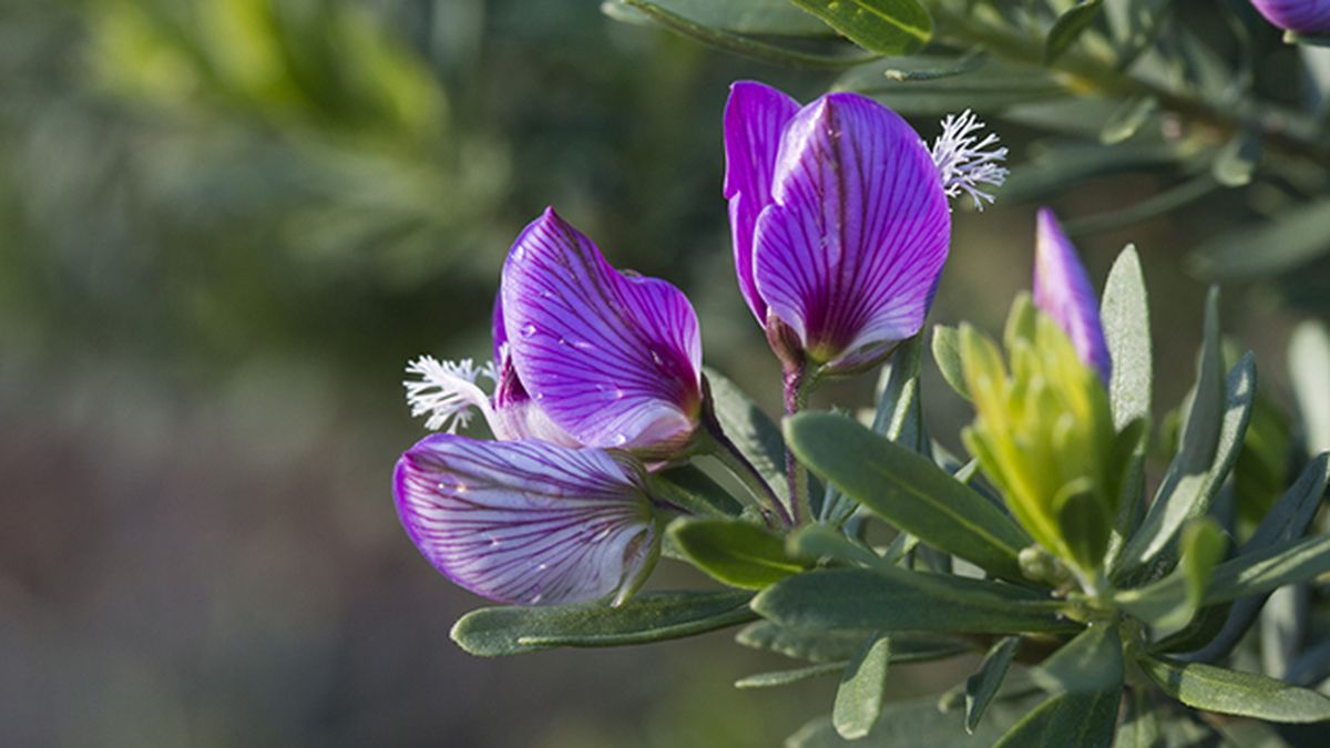Polygala myrtifolia