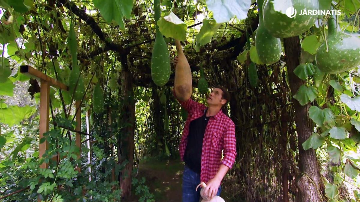 arco de jardin con planta calabaza deco 578 jardin