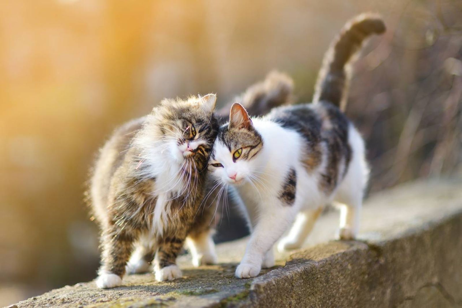Conoce las 5 claves para conseguir que tu gato sea sociable.