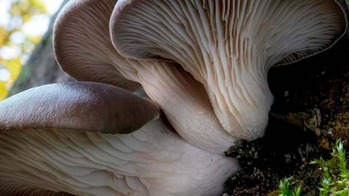 setas comestibles girgola