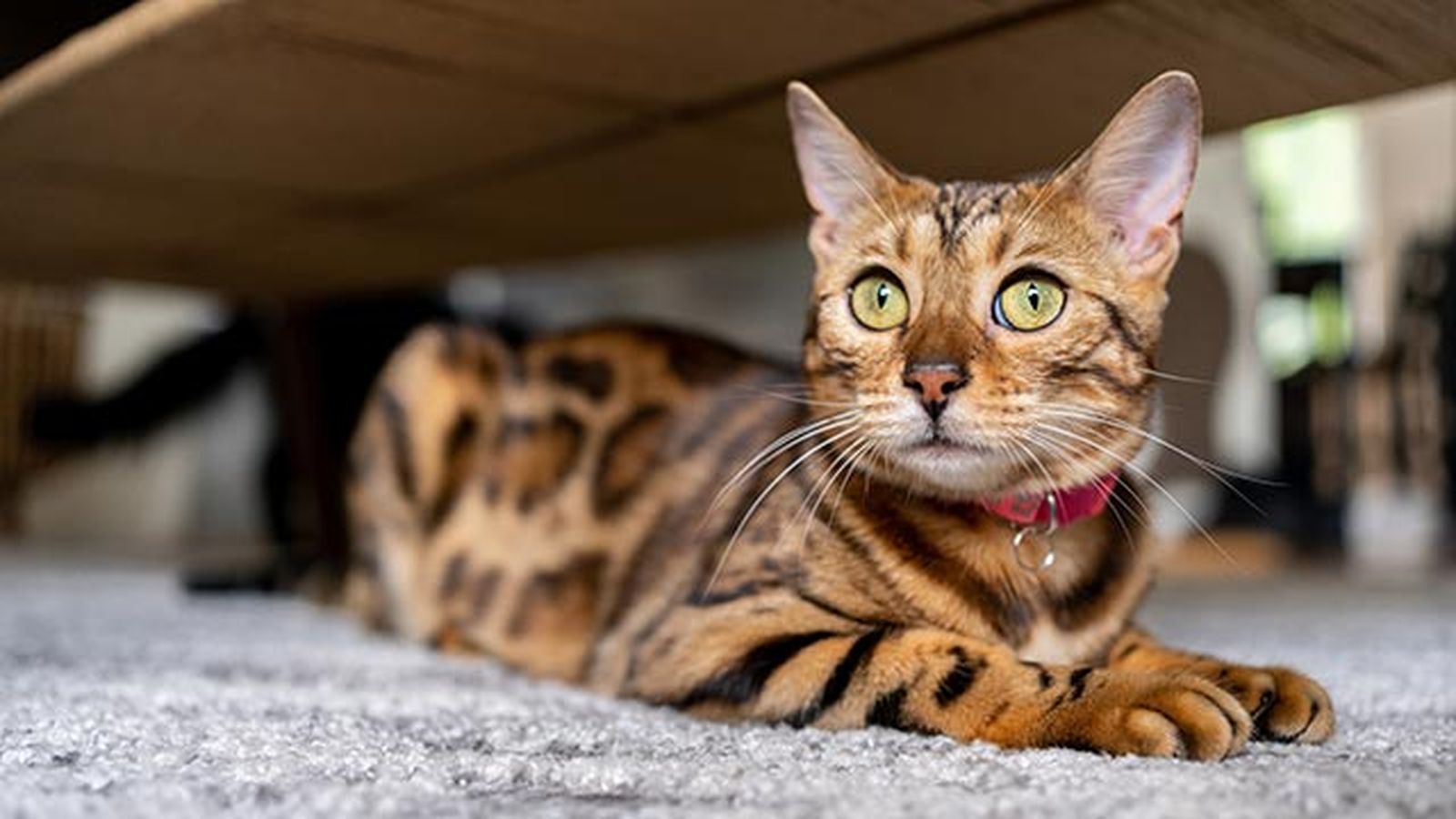gato bengali bengala 5 gato bengali bengala 5