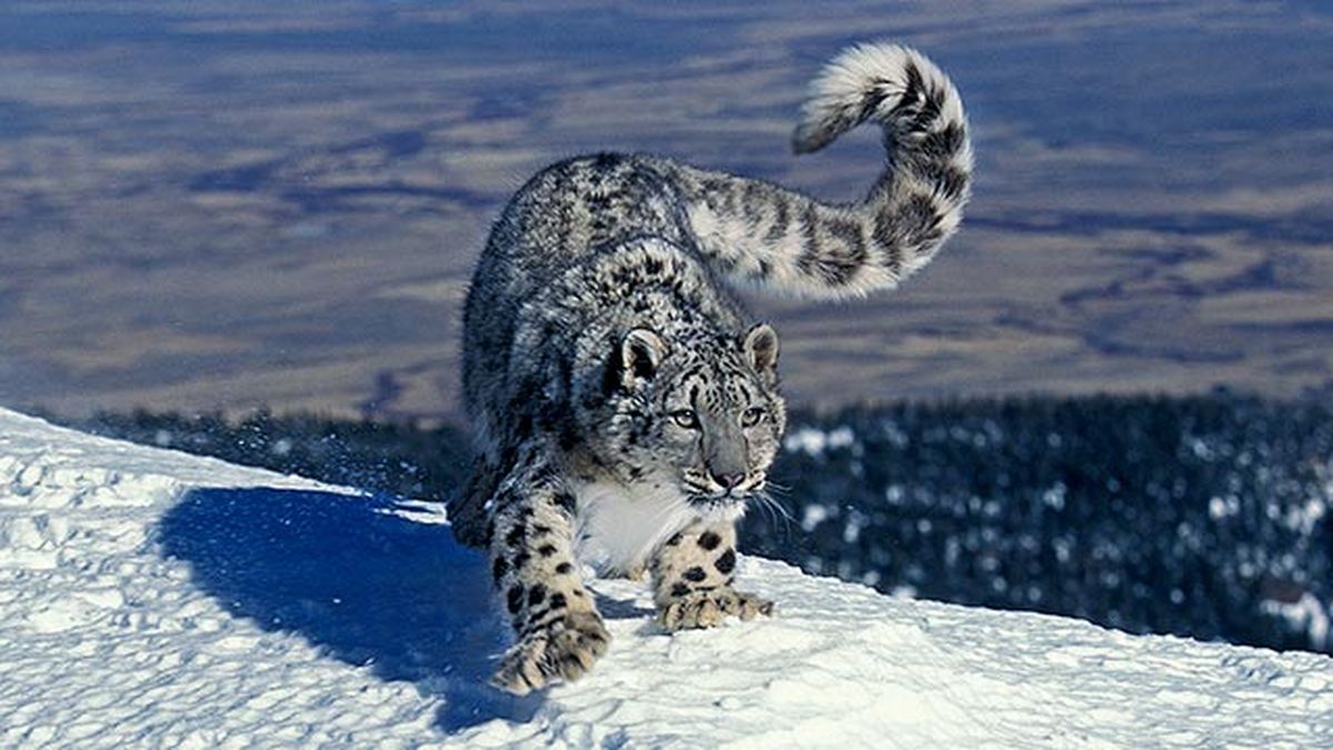 leopardo nieves 7