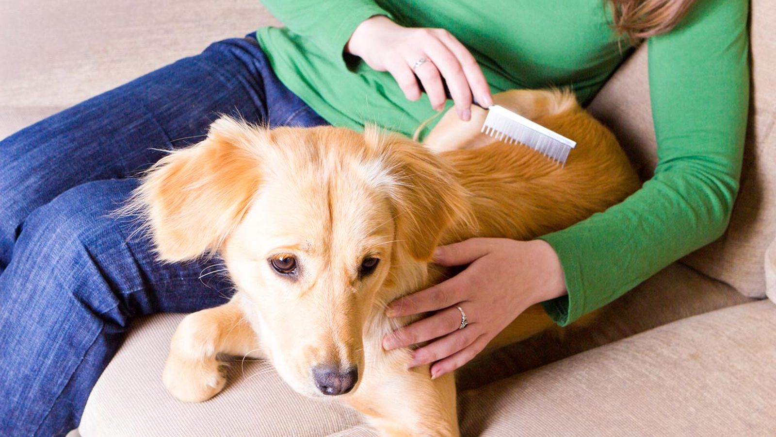 consejos piel perro invierno 3 consejos piel perro invierno 3