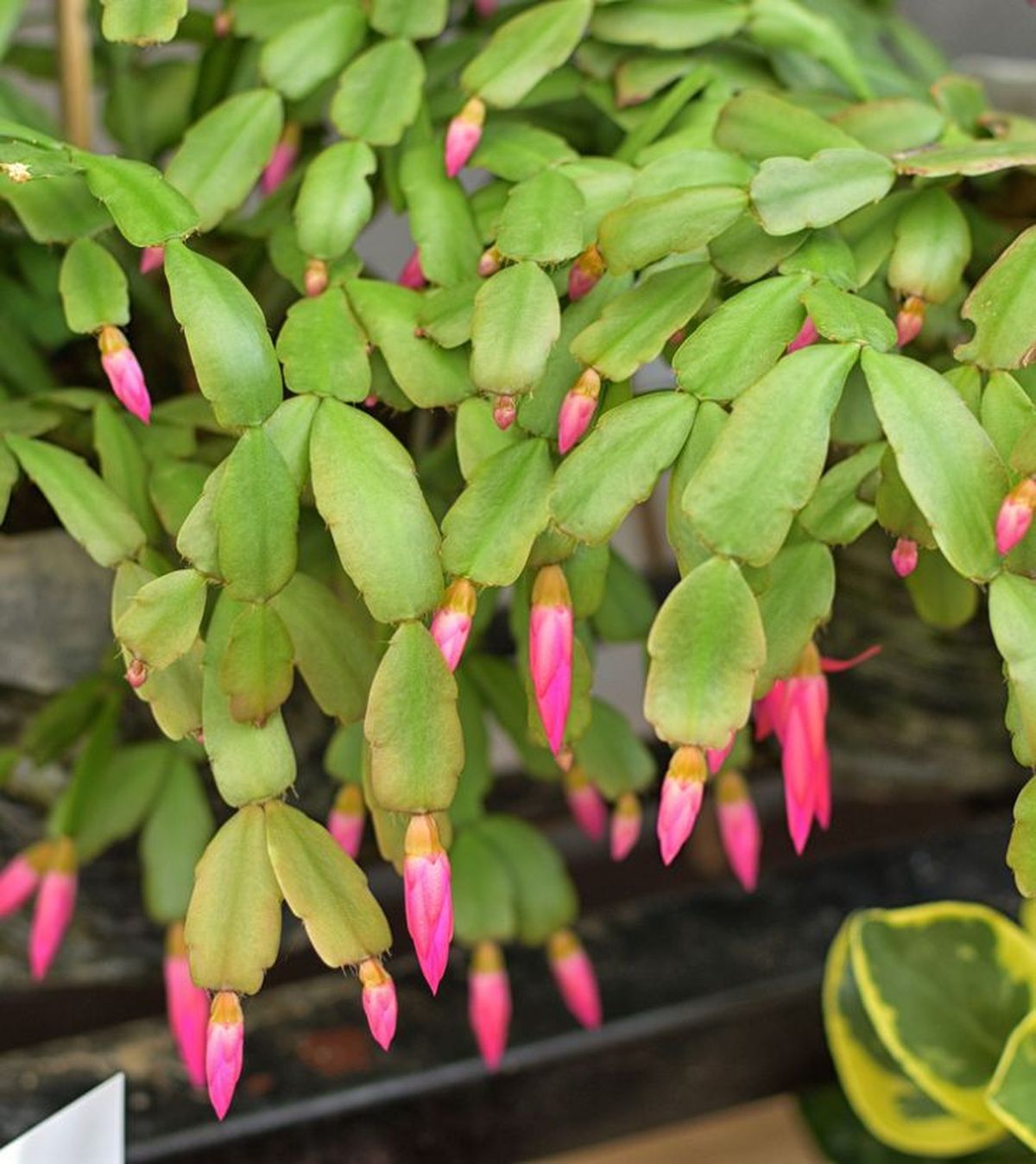 hojas cactus de pascua