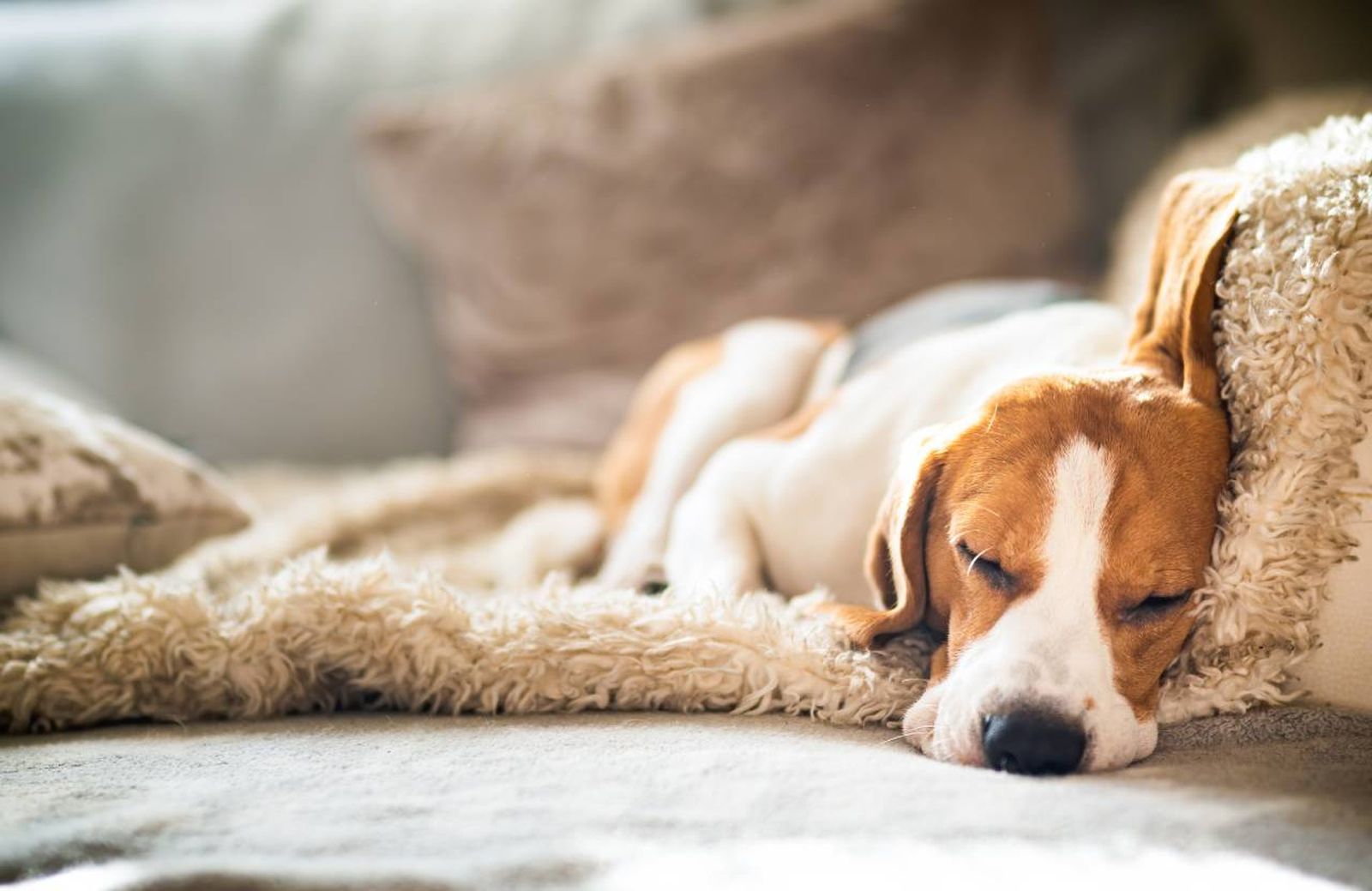 La esperanza de vida media de los perros se sitúa en torno a los 11 años.