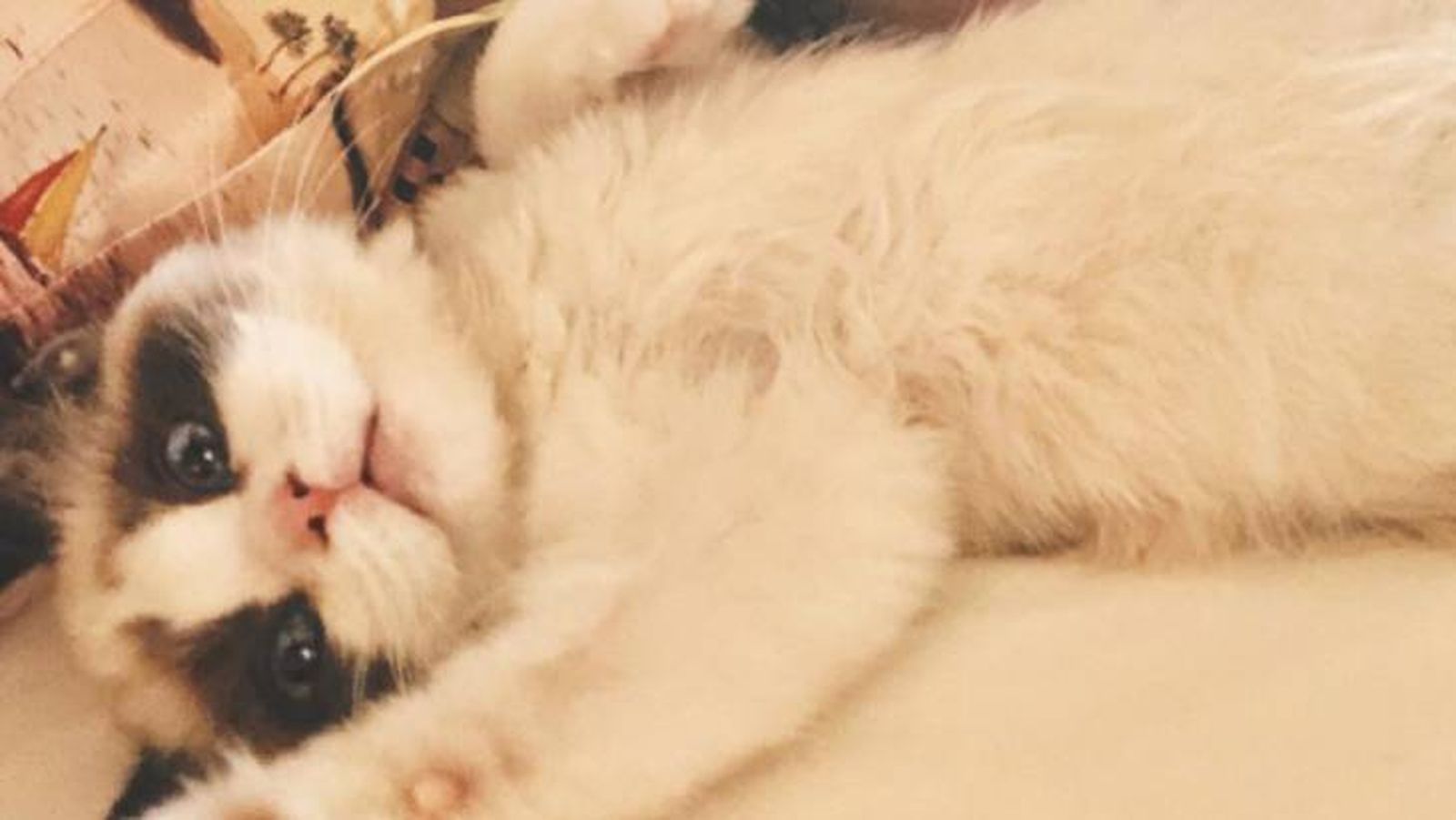 El gato Ragdoll de Taylor Swift de nombre Benjamin Button El gato Ragdoll de Taylor Swift de nombre Benjamin Button