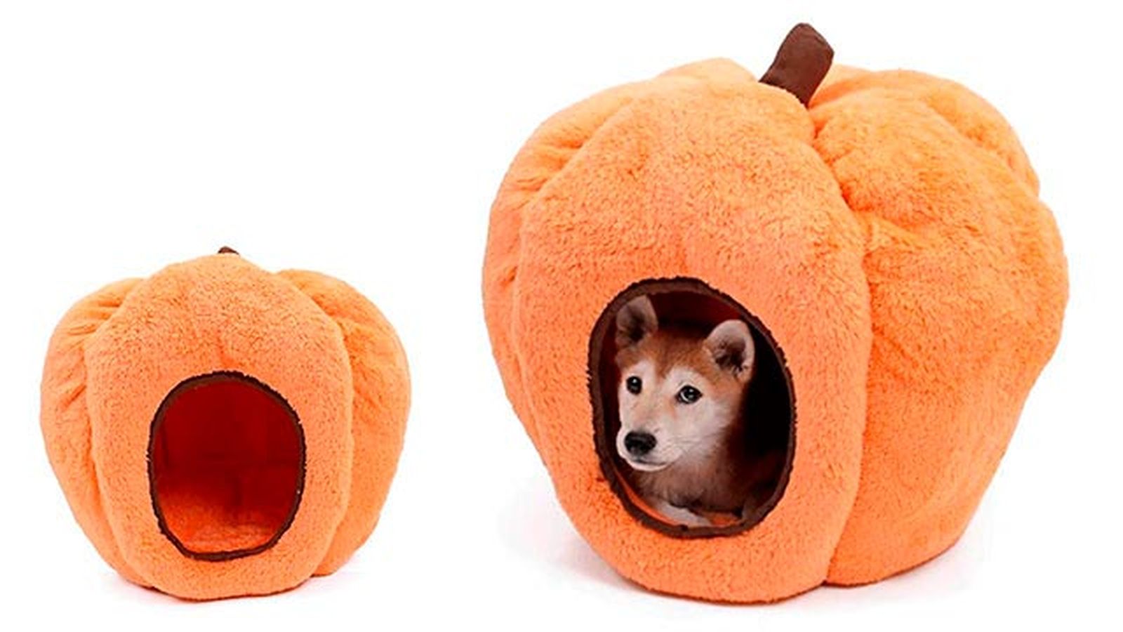 halloween2 cama calabaza perro