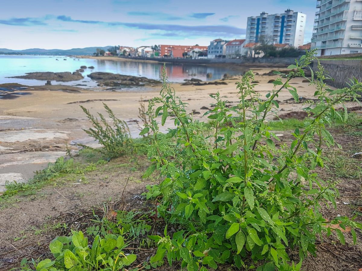 Plata del género Atriplex, muy típica en zonas costeras.