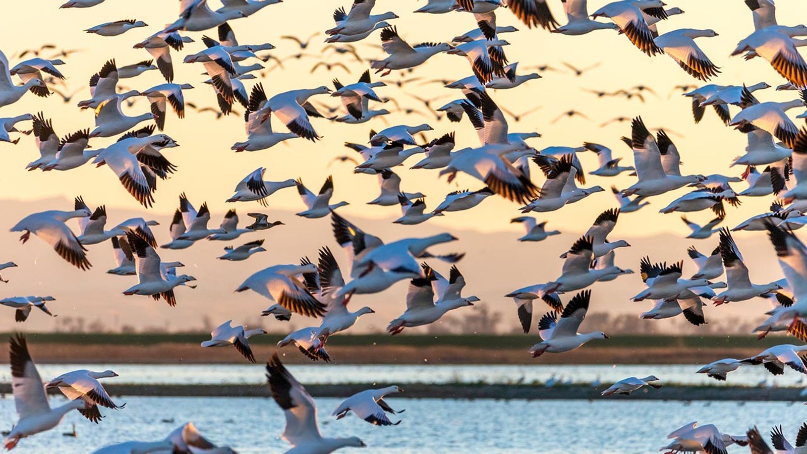 aves migratorias xl