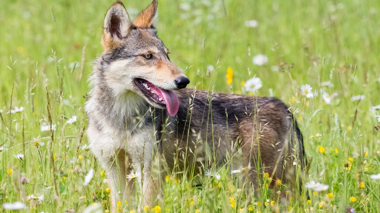 perro lobo herreño