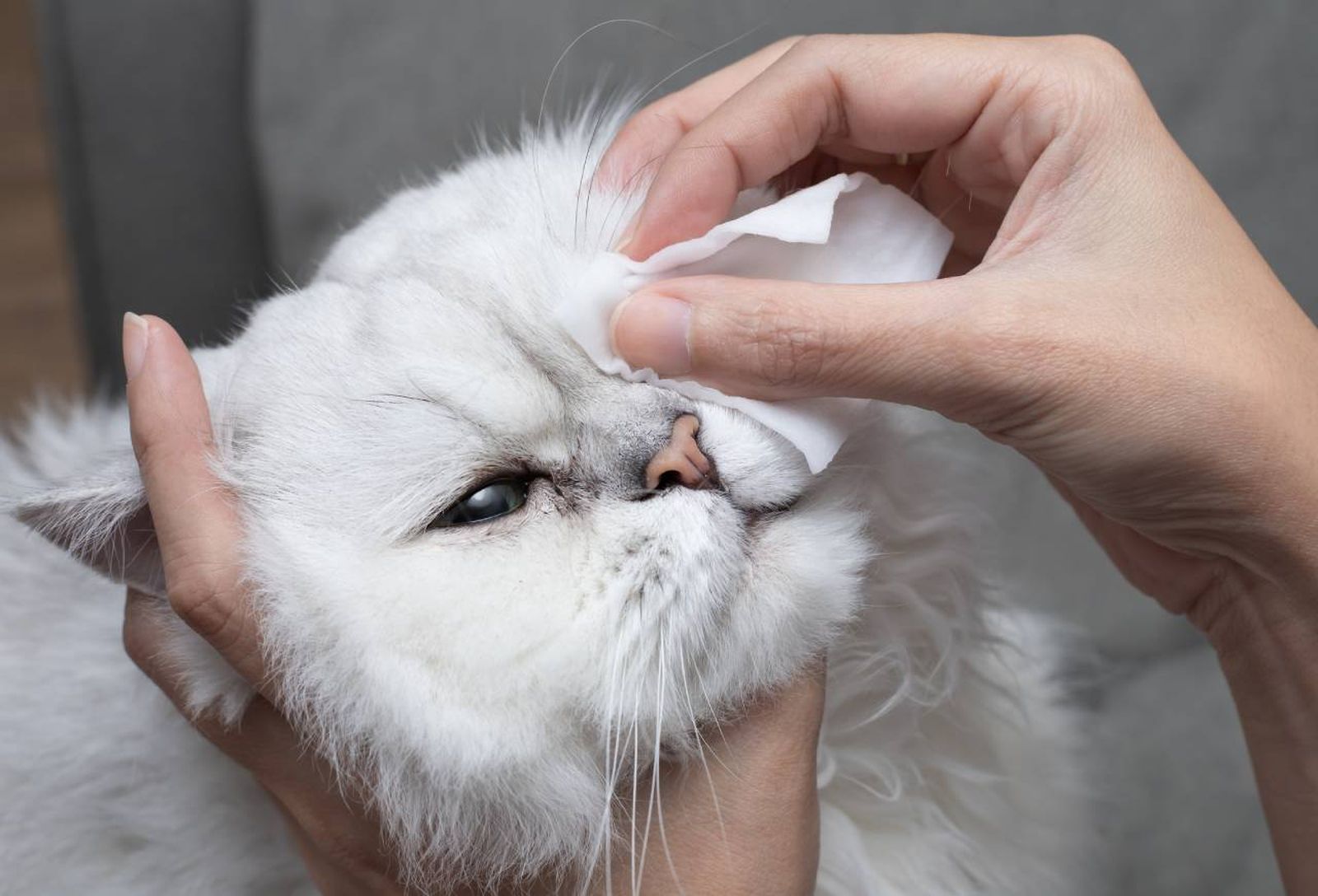 Remedios caseros efectivos para curar y tratar la conjuntivitis en tu gato..