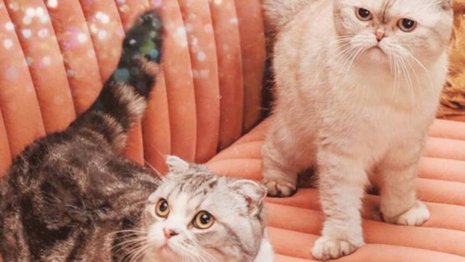 Olivia Benson y Meredith Grey, los gatos Fold Escocés de Taylor Swift Olivia Benson y Meredith Grey, los gatos Fold Escocés de Taylor Swift