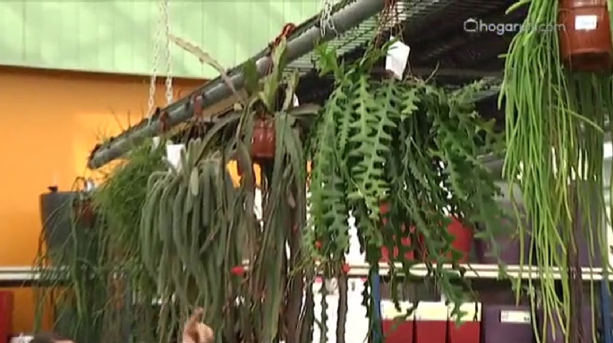 plantas crasas colgantes   Selenicereus Antonianus