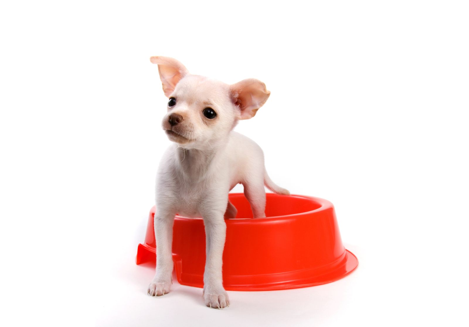 alimentacion cachorros raza pequena xl alimentacion cachorros raza pequena xl