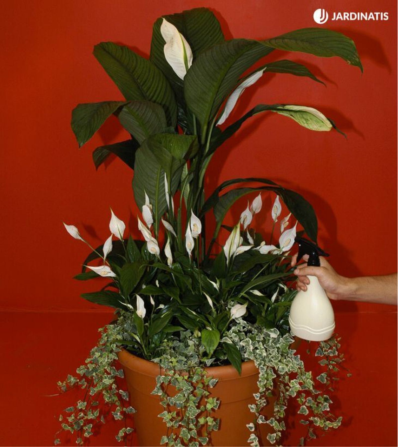 Composición de espatifilos de distintos tamaños junto a hiedra variegada Composición de espatifilos de distintos tamaños junto a hiedra variegada