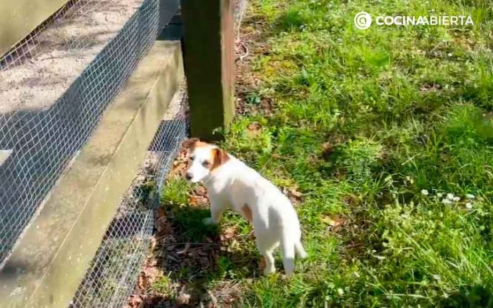 La perrita Lili de Karlos Arguiñano La perrita Lili de Karlos Arguiñano