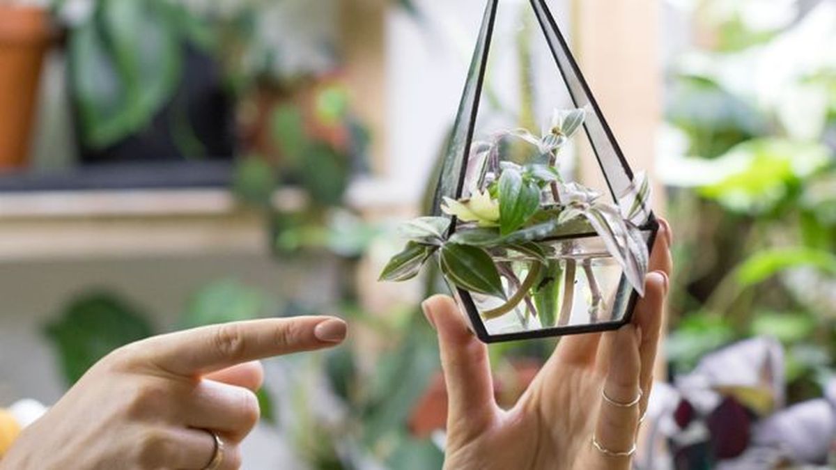 tradescantia en agua