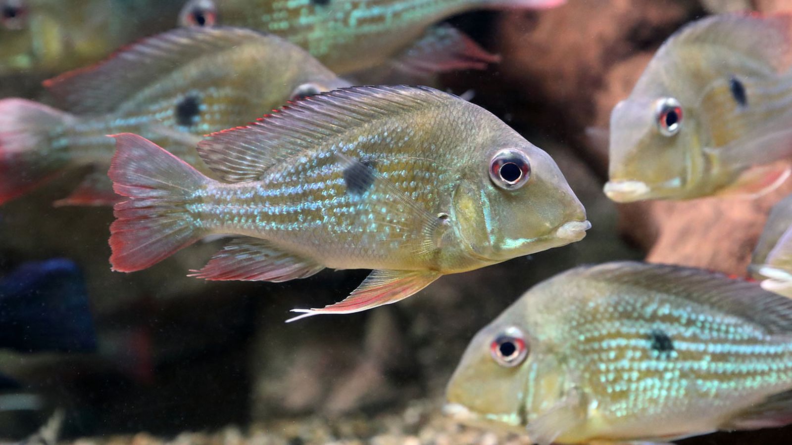 peces detritivoros peces detritivoros