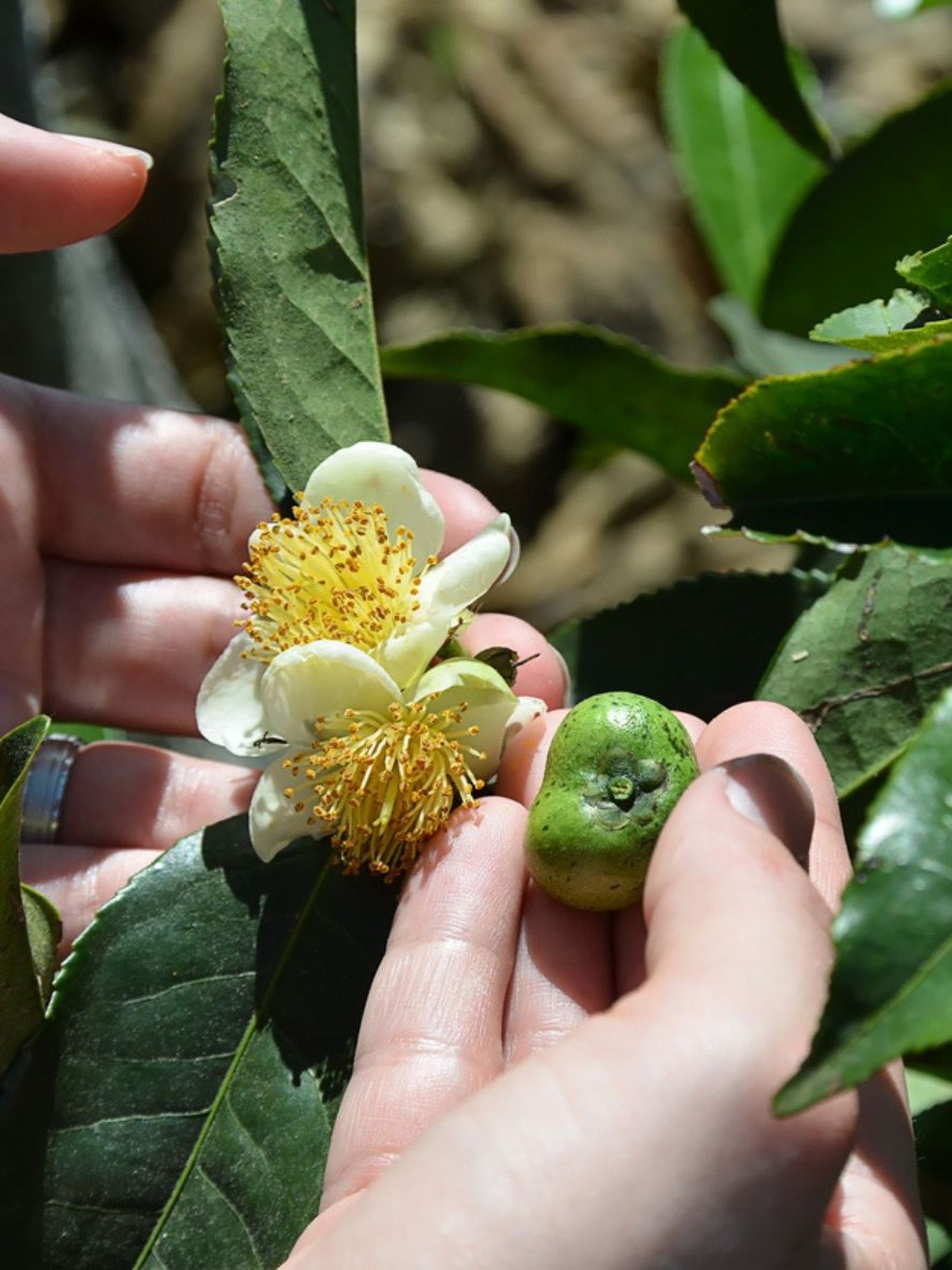 planta acida camellia sinensis planta acida camellia sinensis