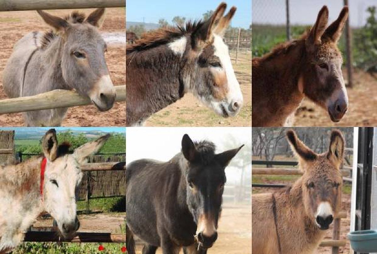el refugio del burro adoptar apadrinar donar burros