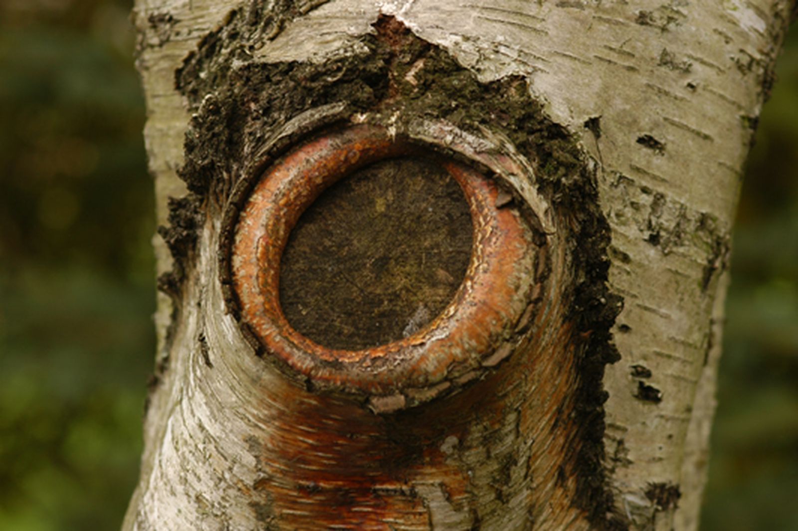 Cómo podar las ramas grandes de un árbol paso 6 Cómo podar las ramas grandes de un árbol paso 6