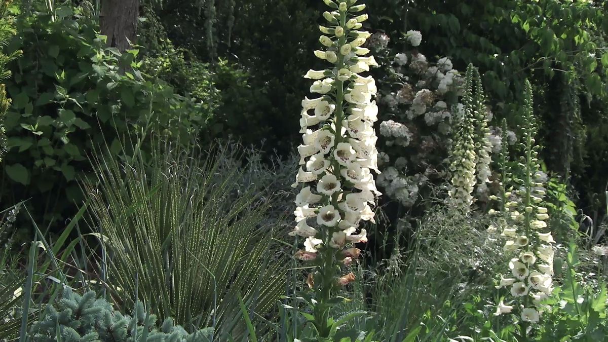 737 decogarden jardineria dedalera planta