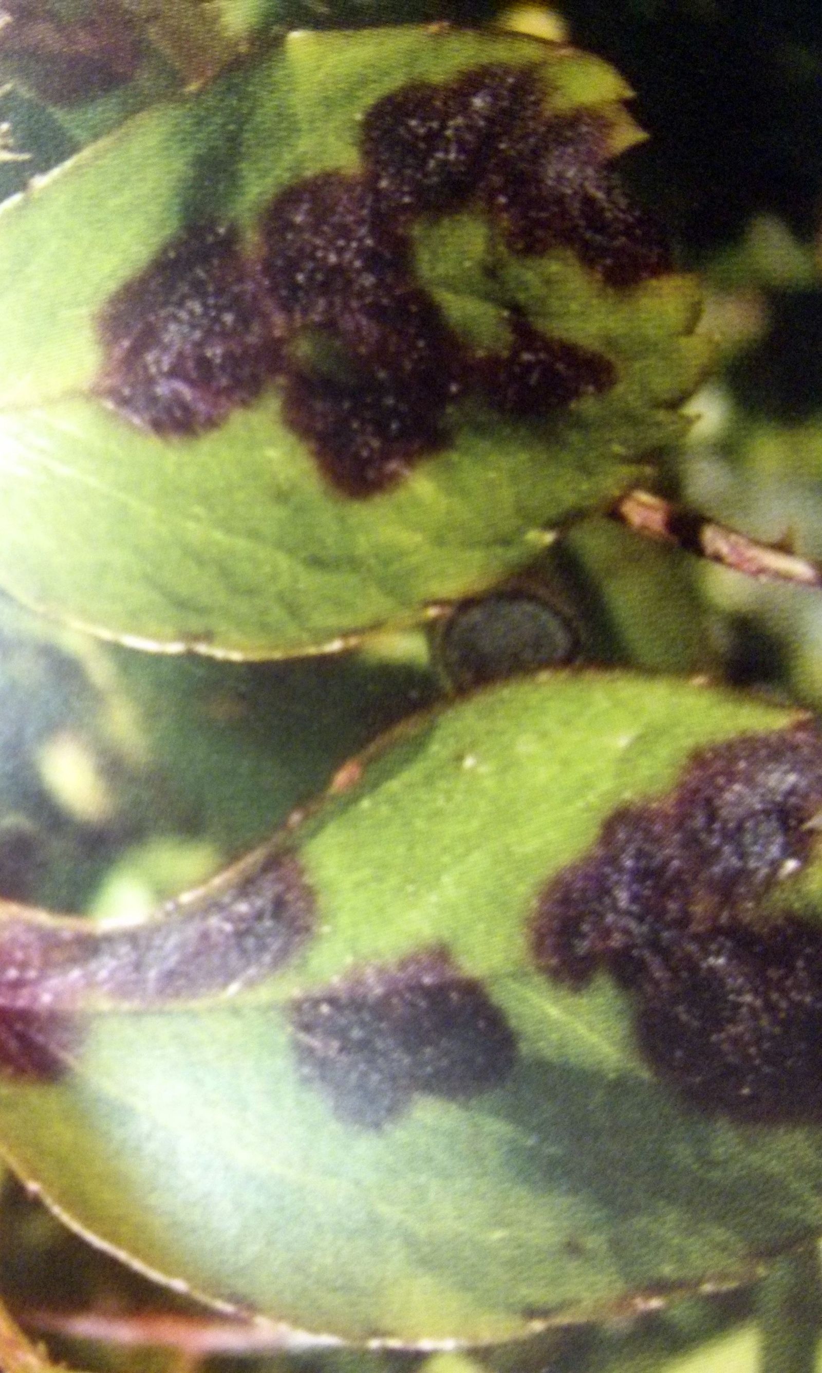 antracnosis
