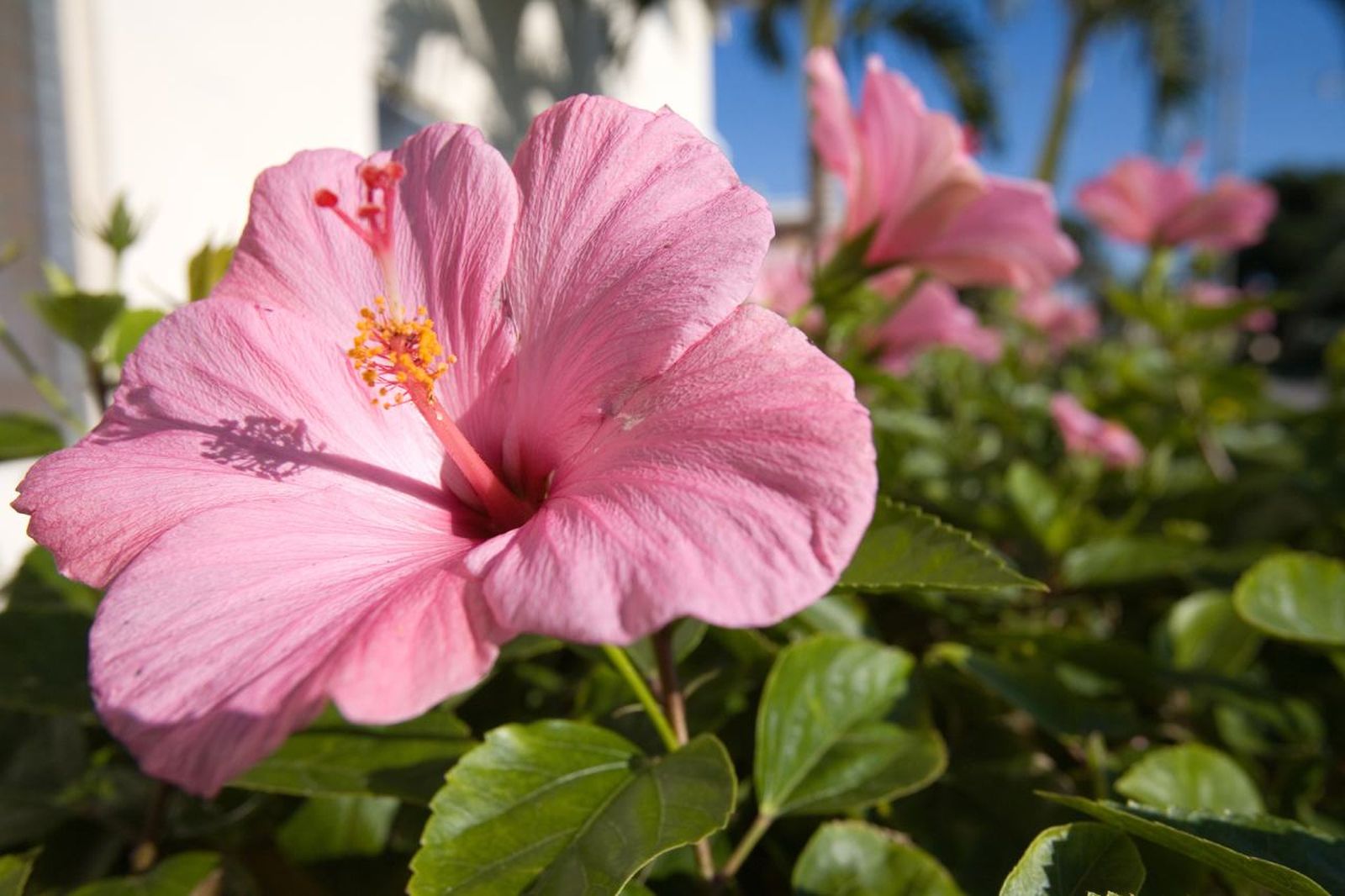 Flor de hibisco