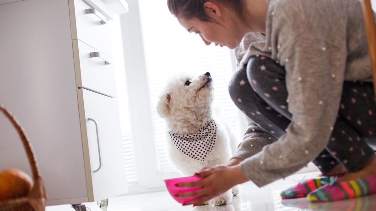 cantidad comida perros 5ç