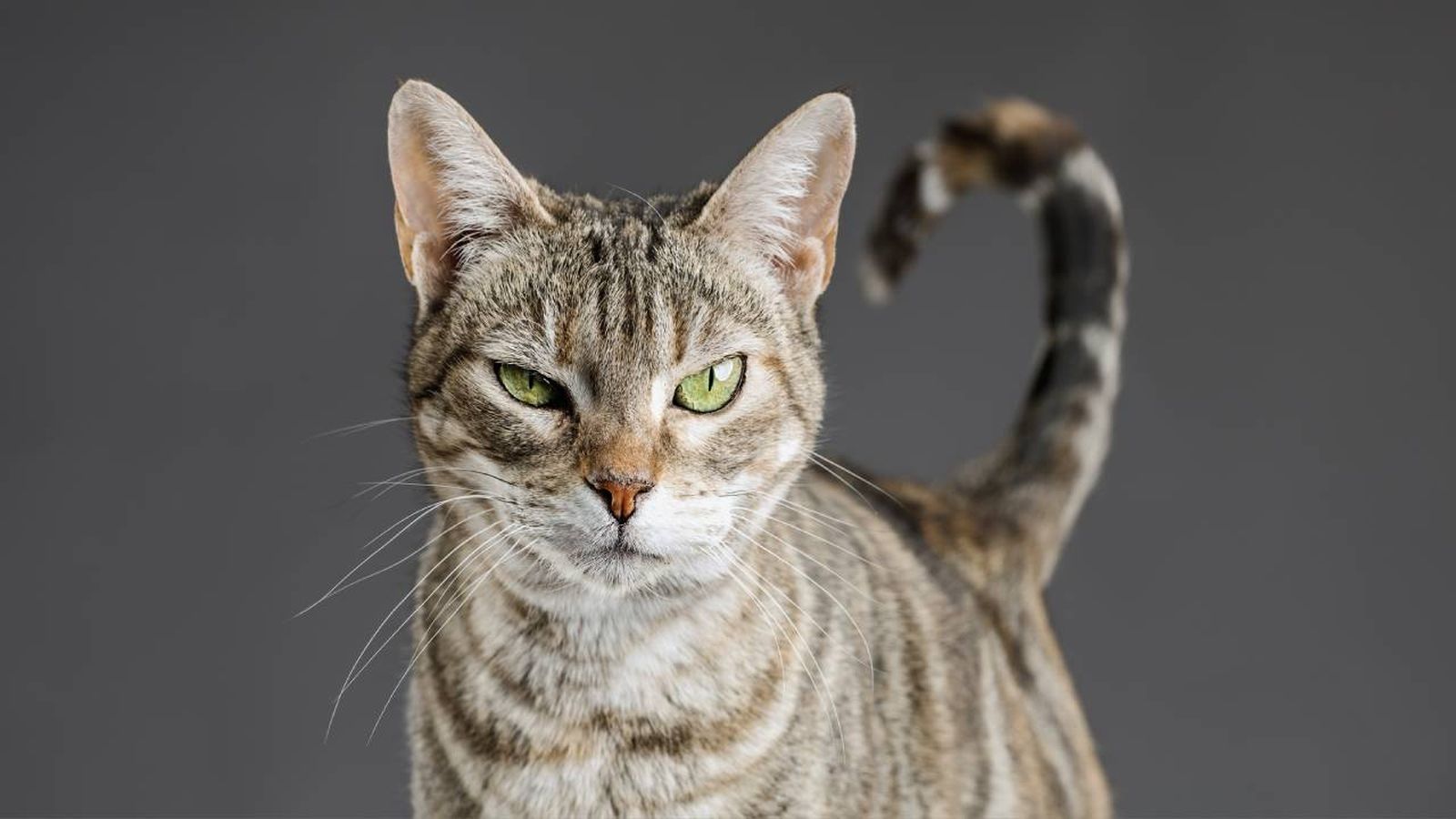 ¿Realmente sabemos qué piensan los gatos de nosotros?