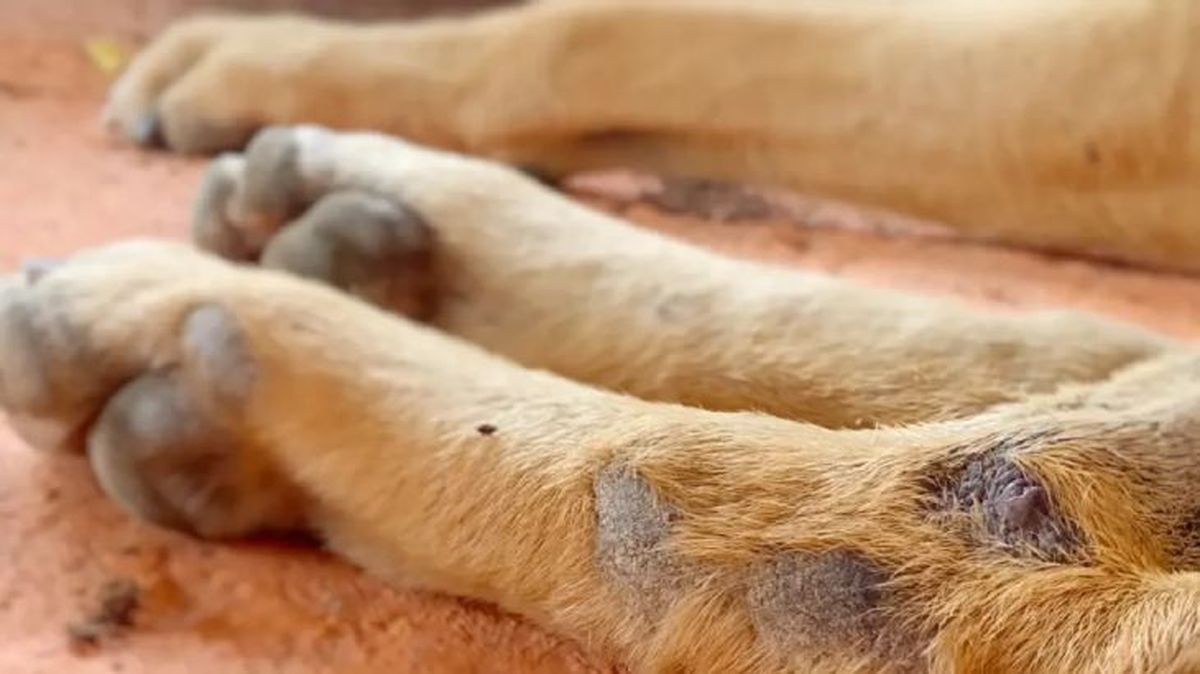 a mi perro se le cae mucho el pelo 3
