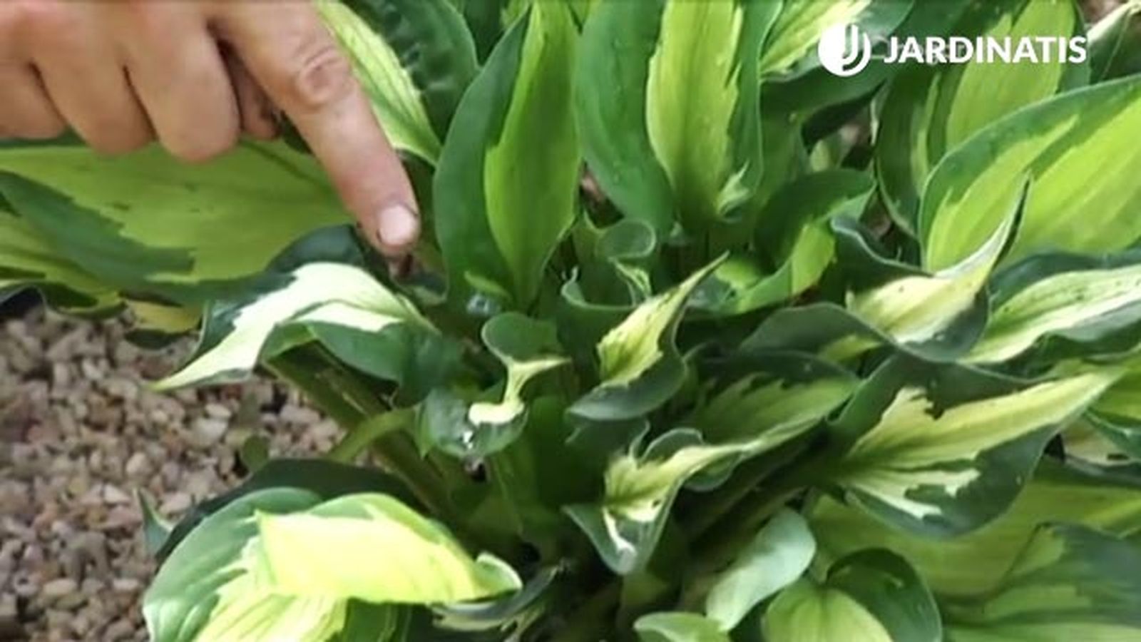 nueva variedad de hosta y hermosa deco 454 jardin nueva variedad de hosta y hermosa deco 454 jardin