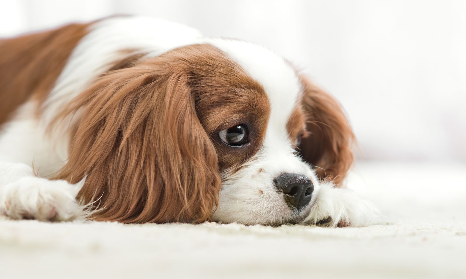perro triste2 perro triste2