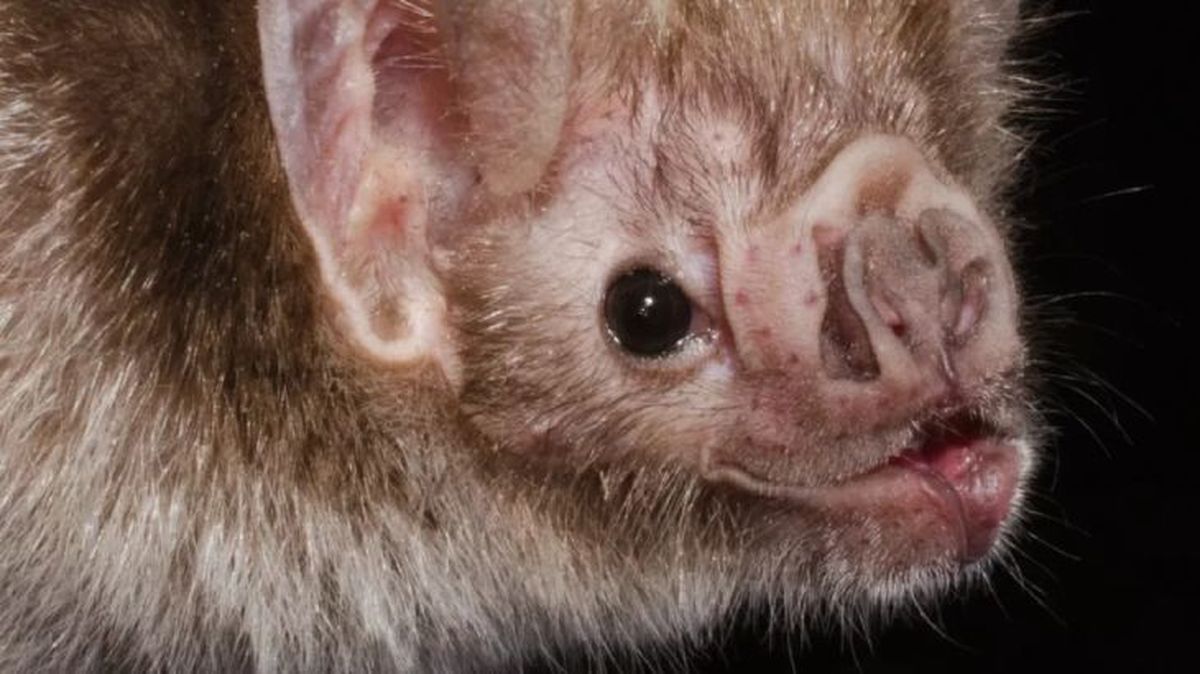animales que empiezan por v vampiro