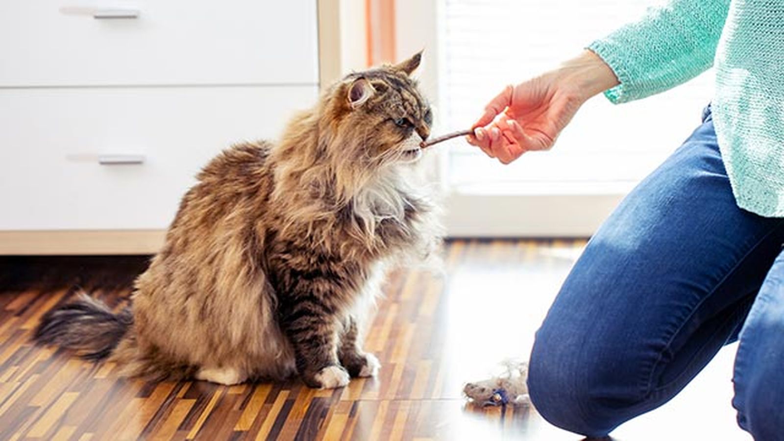 snacks ideales gatos 2 gato olfateando snacks ideales gatos 2 gato olfateando