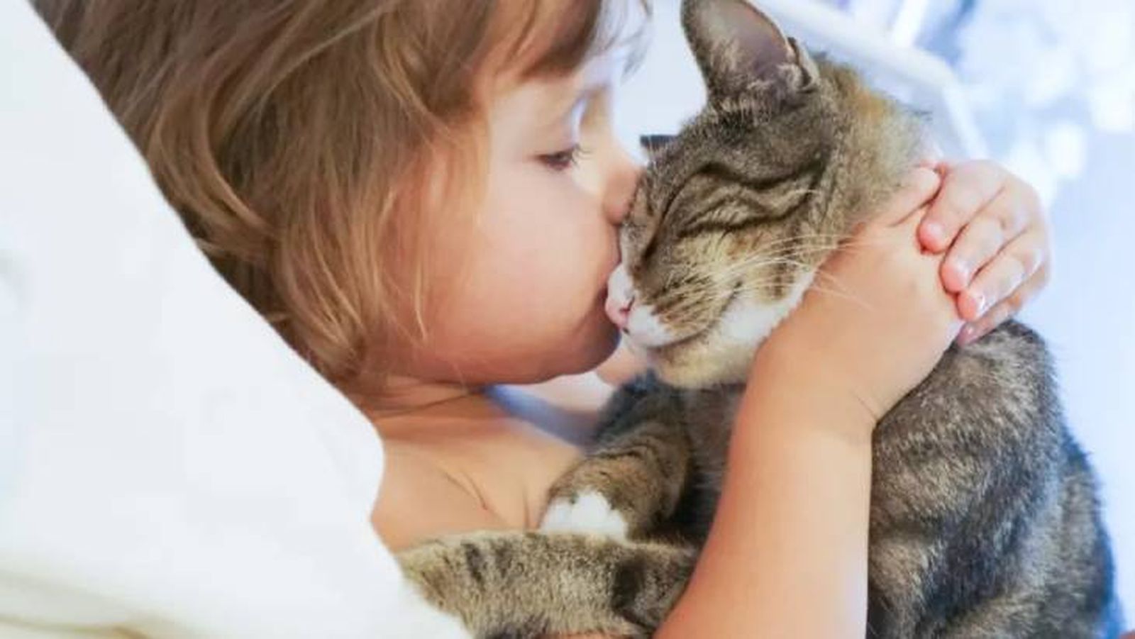 por que los gatos eligen a una persona (1) por que los gatos eligen a una persona (1)
