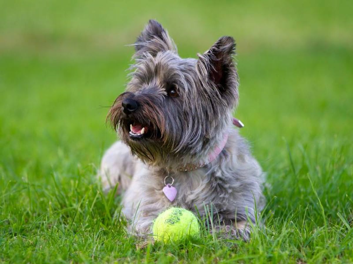 El Cairn Terrier es un perro pequeño, con orejas erguidas y un pelaje áspero.