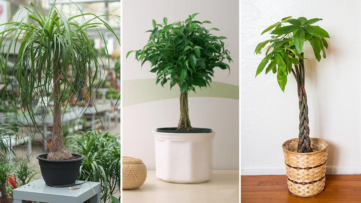 plantas interior con tallo decorativo xl