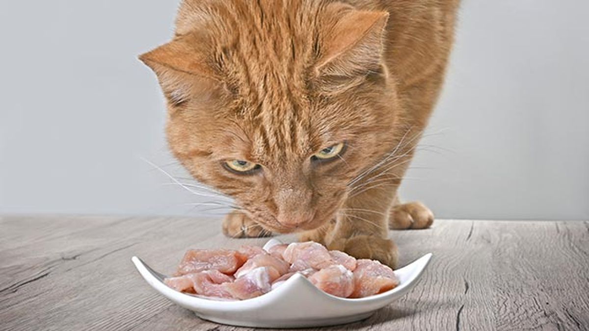 gato comiendo pollo
