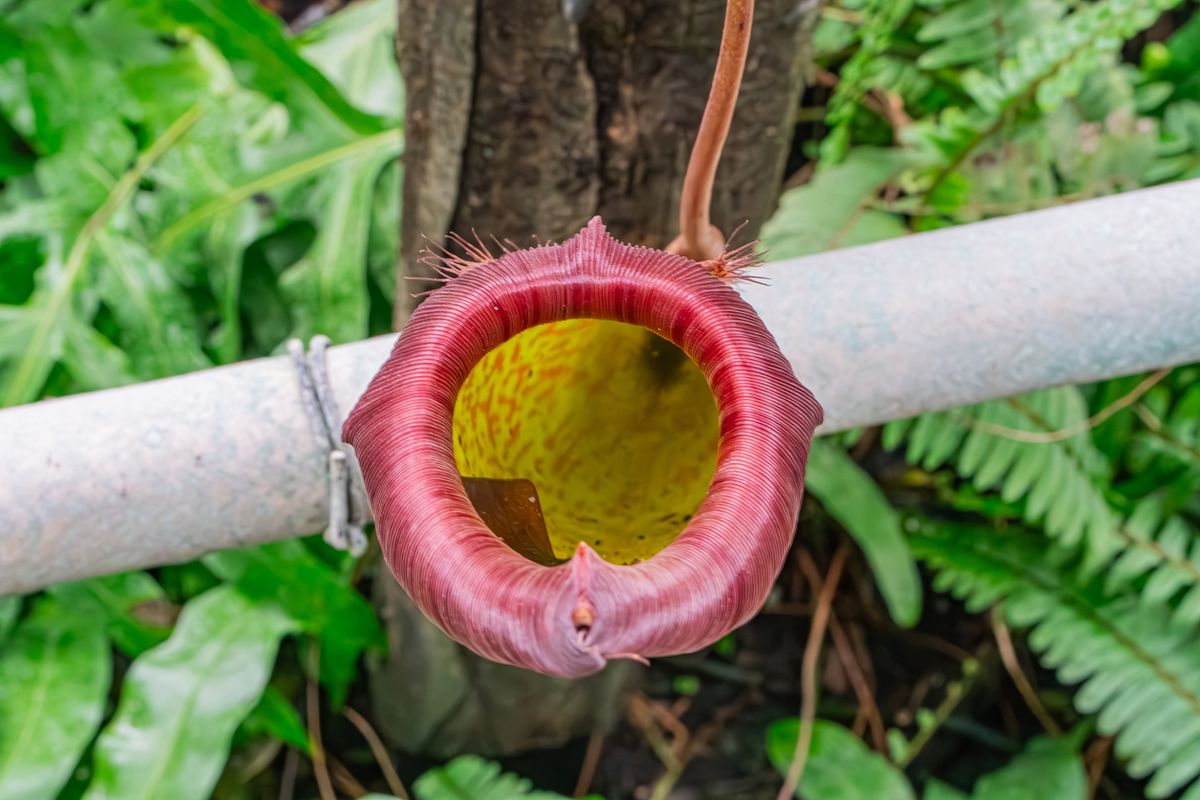 Planta Nepenthes.