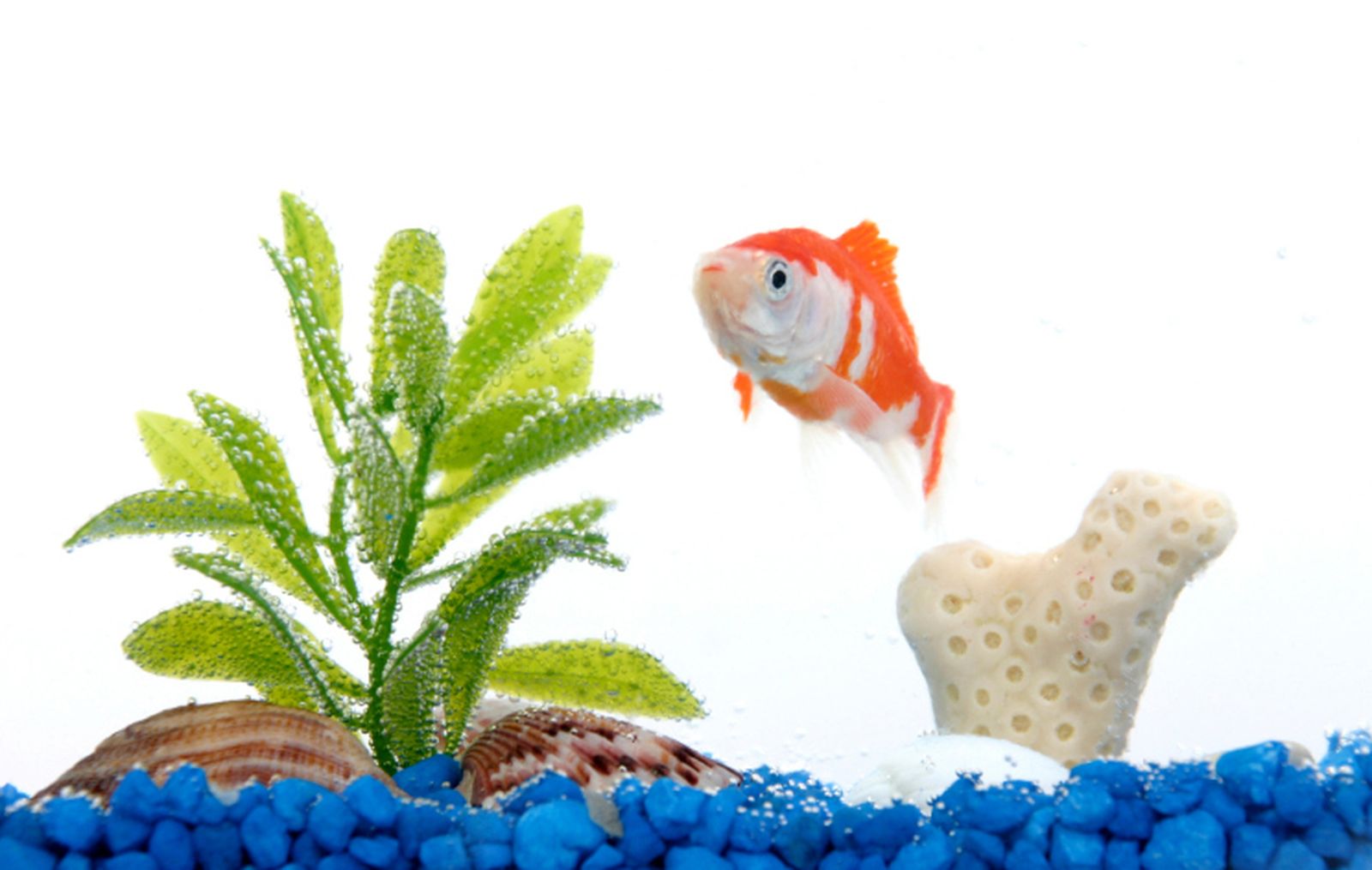 Acuario para principiantes Acuario para principiantes