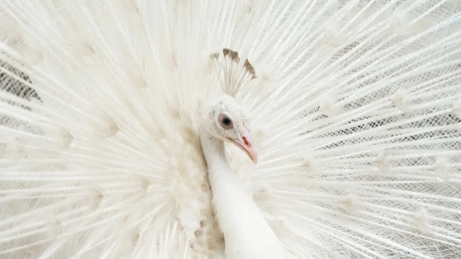 animales albinos si