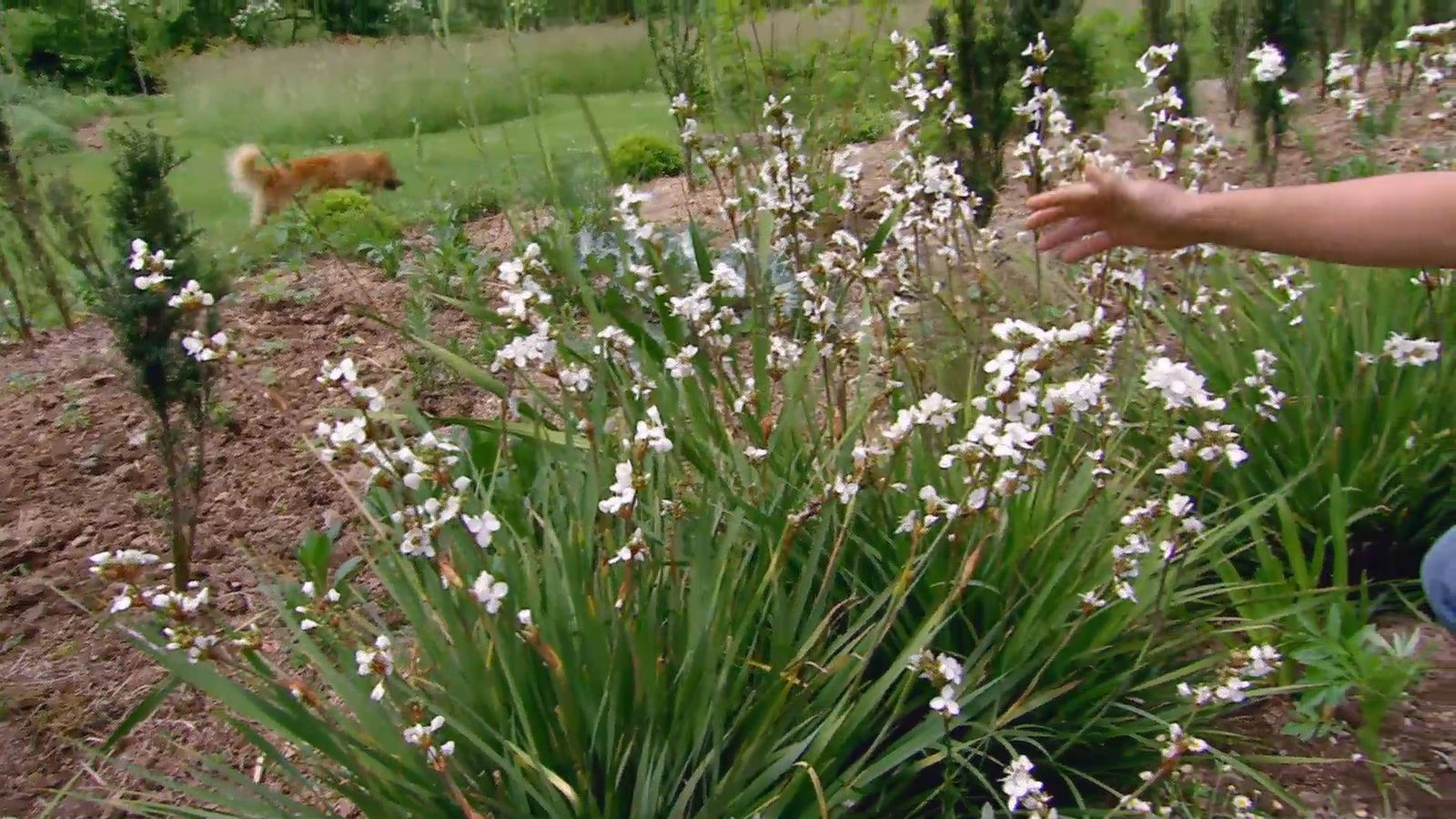 deco 619 plantas de flores blancas para el jardin libertia deco 619 plantas de flores blancas para el jardin libertia