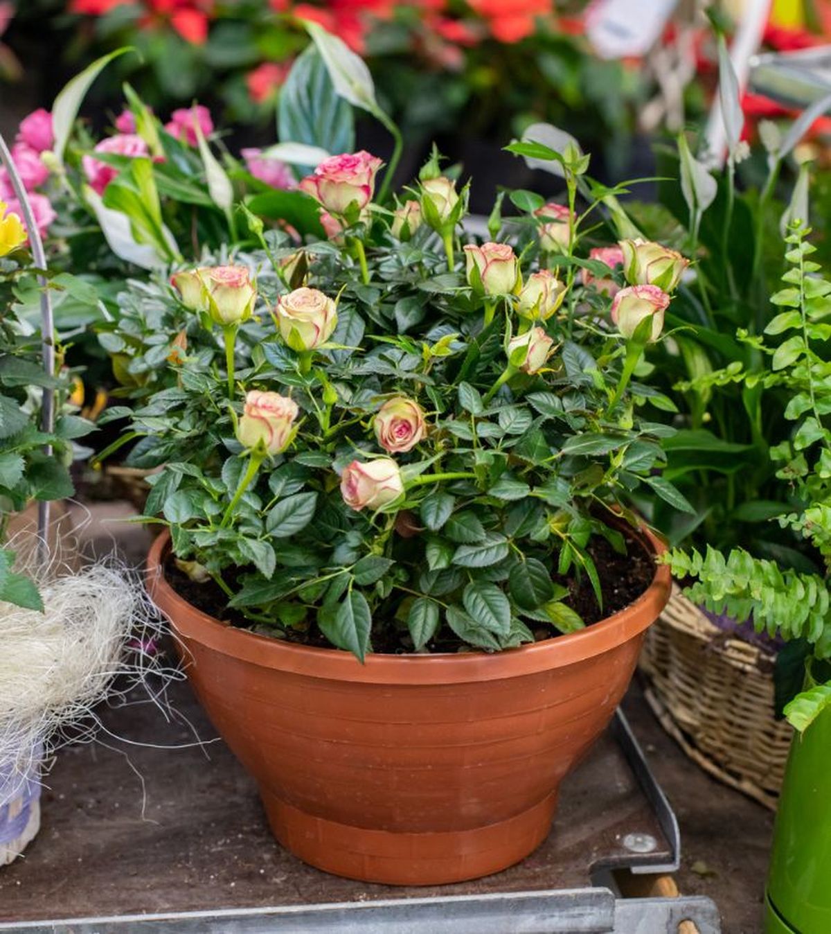 rosal mini pitimini maceta