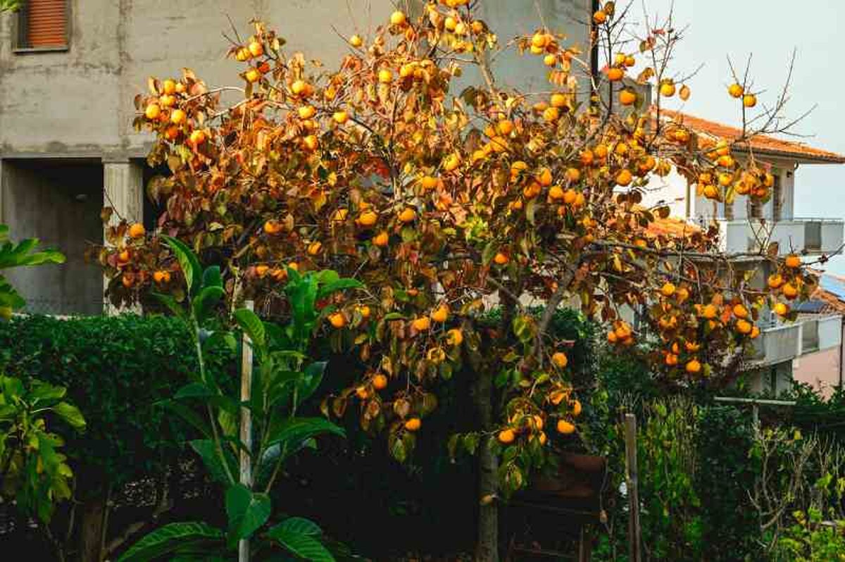 Para la plantación escoge un espacio soleado y protegido de vientos