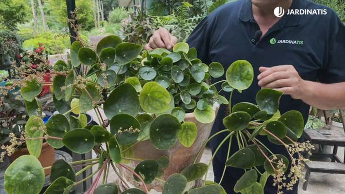 porte pendulo dela pilea peperomioides jardinatis