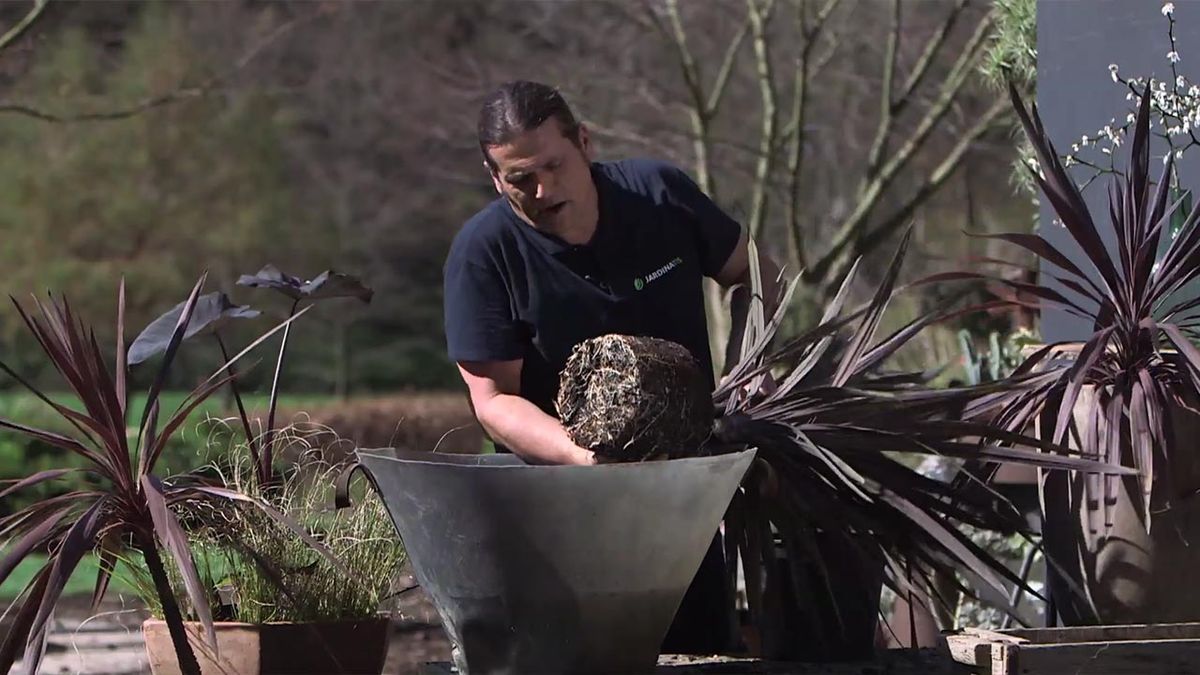 brico 1029 jardin como dividir mata cordyline