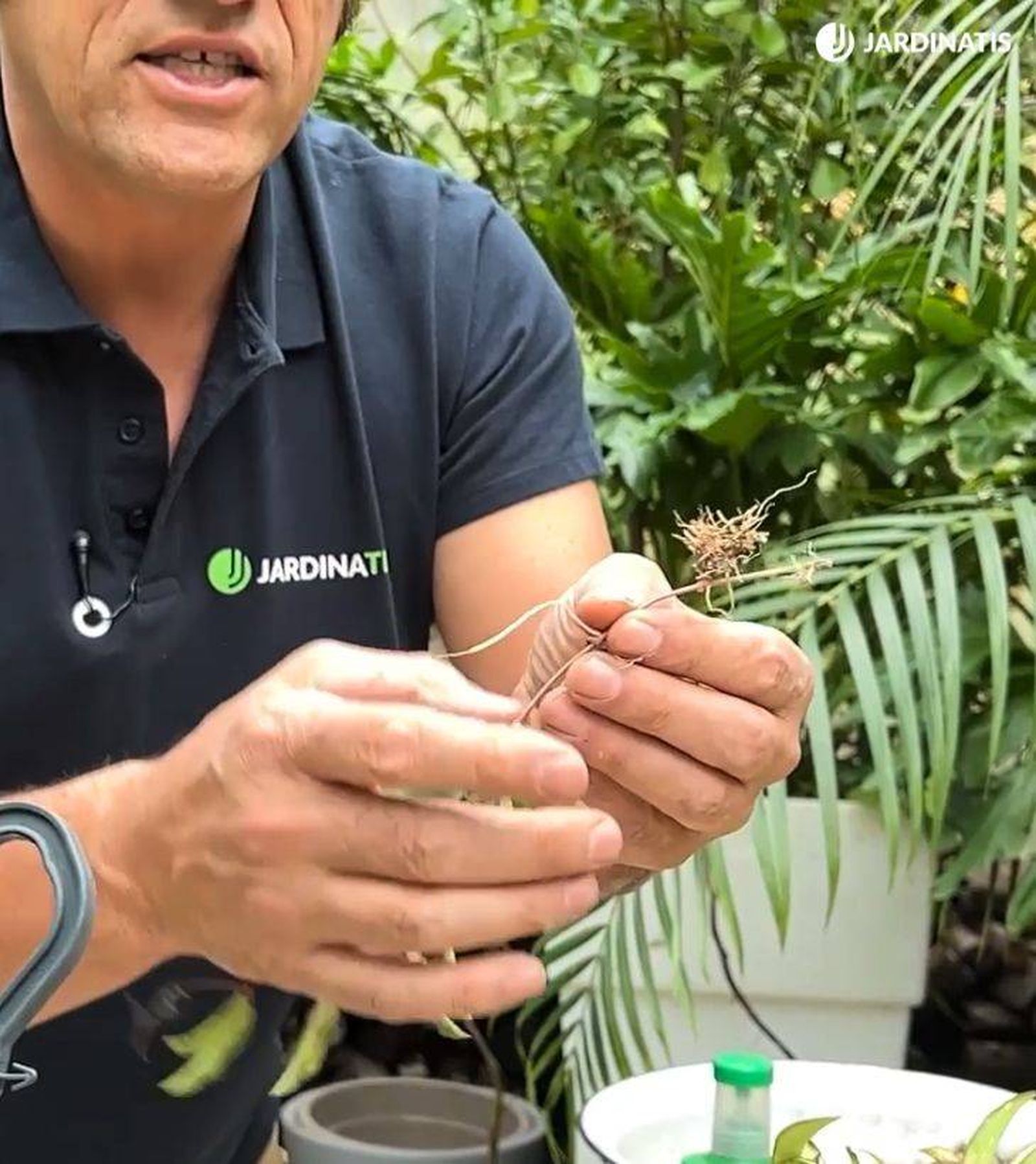 raices tallo planta hoya jardinatis 53 raices tallo planta hoya jardinatis 53