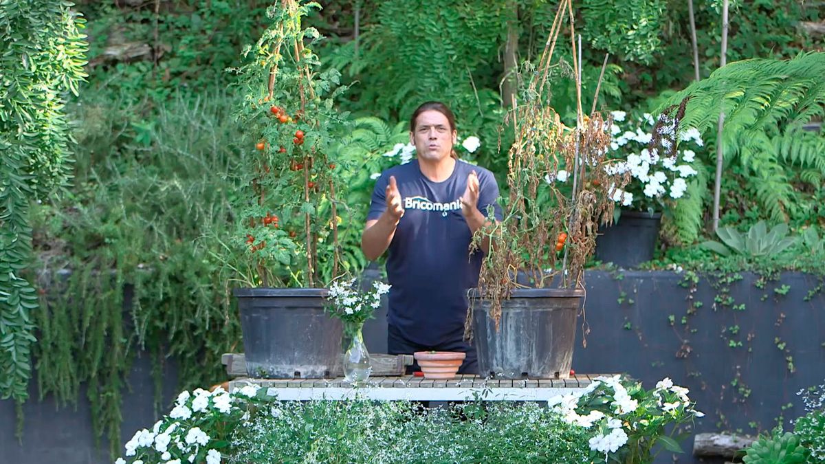 bric0962 3 resultado injerto tomatera patatera porque es posible